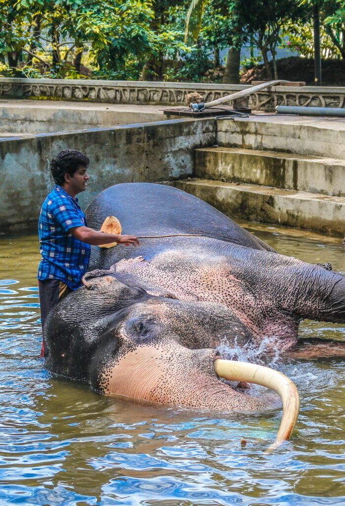 A handler assists a majestic elephant during a bath outdoors in Sri Lanka.