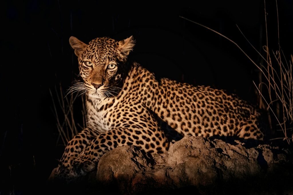 A fierce leopard resting on rocks under the night sky, showcasing its stunning spotted coat.