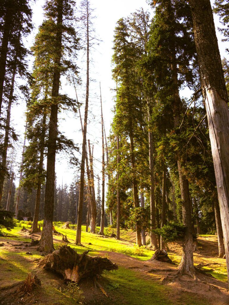 Peaceful forest scene with deodar trees in Kashmir during sunrise.