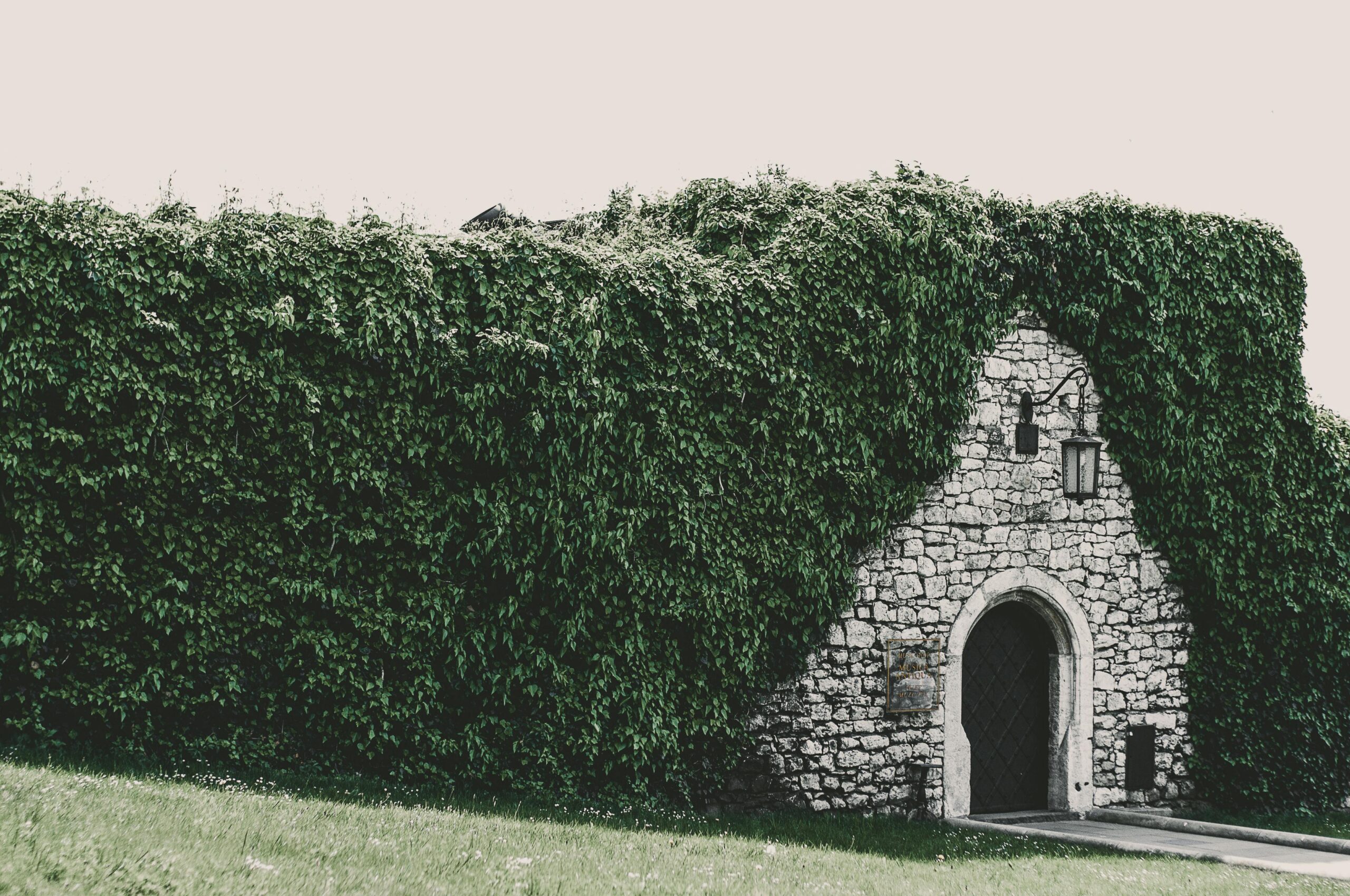 A charming stone building enveloped in lush green ivy, showcasing nature and architecture in harmony.